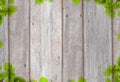 Old wooden background with green tree frame Royalty Free Stock Photo