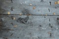 Old wooden background made of boards. Gray-brown wood texture with rusty curved nails, and yellow autumn leaves Royalty Free Stock Photo