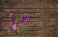 Old wooden background with a violet or purple crocus grunged Royalty Free Stock Photo