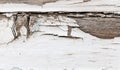 Old wooden background with white chapped paint Royalty Free Stock Photo