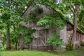 An old wooden barn overgrown with trees that its hard to get inside. Royalty Free Stock Photo