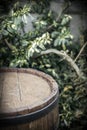 Old wooden barrel as a table with space for an advertising product. Green plants garden background. Royalty Free Stock Photo