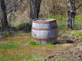 Old wooden barrel in swamp surrounded by water