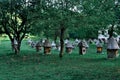 Old wooden bee hives of cylindrical shape in triangular roofs and caps stand among green forest