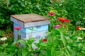 Old wooden beehives in the garden and some flower