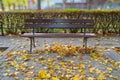 Old wooden bench in autumn park, outdoor chair, urban public furniture, empty plank seat, comfortable bench Royalty Free Stock Photo