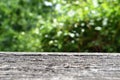 Old wooden bench on blur of fresh green abstract. Royalty Free Stock Photo