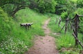 Old wooden bench in the forest Royalty Free Stock Photo