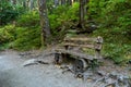Old wooden bench in a forest Royalty Free Stock Photo