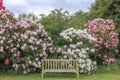 Old wooden bench in a garden with backdrop of rhododendron shrubs.