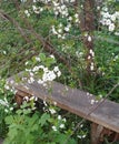 An old wooden bench in an old overgrown garden in the spring