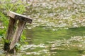 Old wooden bench in water background. Bench covered with weeds wallpaper Royalty Free Stock Photo