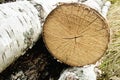 Old wooden birch tree cut surface. Detailed warm dark brown and orange tones of a felled tree trunk or stump. Rough Royalty Free Stock Photo