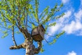 Old wooden bird house Royalty Free Stock Photo