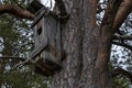 Old wooden birdhouse on a pine tree at Kaamanen, Finland Royalty Free Stock Photo