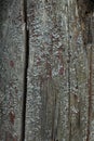 Old wooden Board with a crack and fungus. background