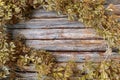 Foliage wild grapes on vintage wooden background with copy space. Green leaves of the wild grapes