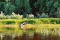 old wooden boat on the river bank against the background of green grass and bushes, reflections in the water Royalty Free Stock Photo