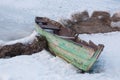 Old wooden boats lie in the snow on the shore of an ice-covered frozen lake in the winter. Royalty Free Stock Photo
