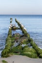 Old wooden breakwater covered with green mud in the sea and group of seagulls against blue water of the Baltic Royalty Free Stock Photo
