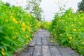 The old wooden bridge in the beautiful starburst garden in Thailand