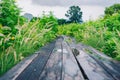 The old wooden bridge in the beautiful starburst garden in Thailand