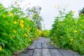 The old wooden bridge in the beautiful starburst garden in Thailand