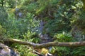 Old wooden bridge crossing a river in middle of the wild forest Royalty Free Stock Photo