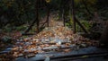 Old wooden bridge over brook in autumn european forest. Greece, Athos Royalty Free Stock Photo