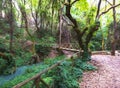 Old, wooden bridge over the river in a forest Greece, Peloponnese Royalty Free Stock Photo