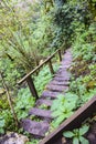 Old wooden bridge steps in the jungle overgrown abandoned Royalty Free Stock Photo