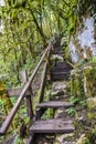 Old wooden bridge steps in the jungle overgrown abandoned Royalty Free Stock Photo