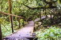 Old wooden bridge steps in the jungle overgrown abandoned Royalty Free Stock Photo