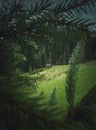 Old wooden cabin cottage on a meadow near the coniferous forest, as seen through the fir tree branches. Picturesque and moody