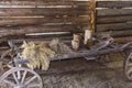 Old wooden cart with dry ears and wooden utensils in of an old barn Royalty Free Stock Photo