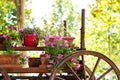 Old wooden cart with pink petunia colorful flowers Royalty Free Stock Photo