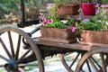 Old wooden cart with pink petunia colorful flowers Royalty Free Stock Photo