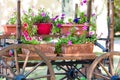 Old wooden cart with pink petunia colorful flowers Royalty Free Stock Photo