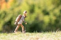 Old wooden carved out man hiker figure, with backpack, walking stick, tobacco pipe and hat outdoors in nature. Royalty Free Stock Photo