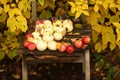 An Old Wooden Chair with Apples Royalty Free Stock Photo