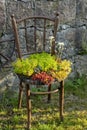 Old wooden chair planter. Outdoor vintage chair recycled used as a planter. Chair flowerpot in the garden Royalty Free Stock Photo