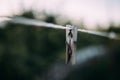 Old wooden clothespegs hanging on rope.