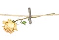 Old wooden clothespin on rope with faded rose on a white background Royalty Free Stock Photo