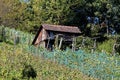 Old wooden cottage with dilapidated wooden boards on side of small hill surrounded with vineyard covered with protective net Royalty Free Stock Photo