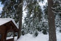 An old wooden cottage between snow-covered fir-trees Royalty Free Stock Photo