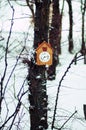 Old wooden cuckoo clock hanging on a tree Royalty Free Stock Photo