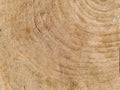 Old wooden cut oak surface. Detailed warm dark browns and oranges of felled tree trunk or stump Royalty Free Stock Photo