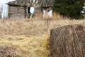 Old wooden destroyed house