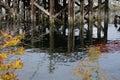 Old Wooden Dock Pillars and Water Reflections Royalty Free Stock Photo