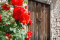 Old wooden door and Bush Roses at Laneia (Lania) village. Limassol District, Cyprus Royalty Free Stock Photo